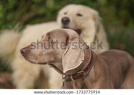 portrait of a Weimaraner dog. Elegant expression. a Maremma Sheepdog in the background