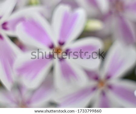 Macro picture of beautiful purple, white and yellow Creeping Phlox flowers, with intentional blur.