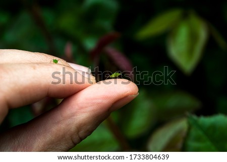 A female gardener examines a plant infected with aphids. Green aphid on hand.