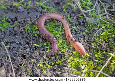Earthworm creeps on the ground, close up Royalty-Free Stock Photo #1733805995