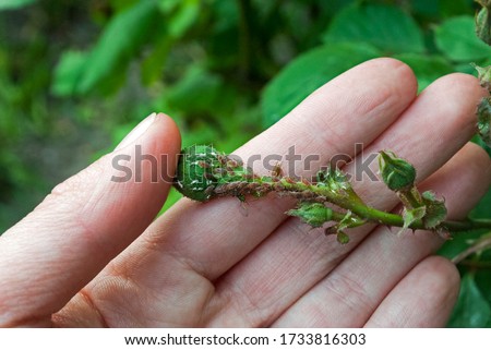 A female gardener examines a plant infected with aphids. Rose infected aphids, gardeners problems.