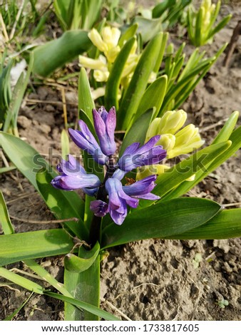 
Purple and white hyacinth flowers on a spring flowerbed
