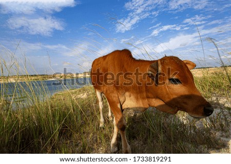 Close-up of a yellow ranch calf under a blue sky and white clouds