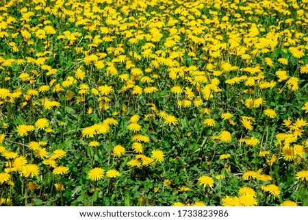 dandelions grow on the field, sunny day, spring, early summer