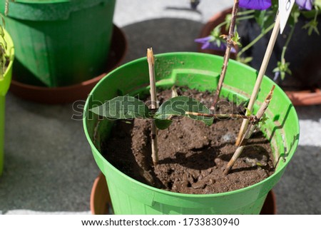 Softwood twigs in a pot, used as stem cuttings to propagate plants. Philadelphus or mock orange stem cuttings in a green vase with soil. Royalty-Free Stock Photo #1733830940