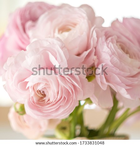 Pastel pink peonies in bouquet for blog, background, site, page. Square image 1:1. Wallpaper or texture concept