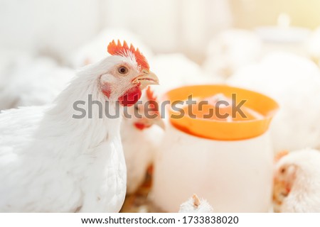 chicken in a village on a mini farm hay white broilers Royalty-Free Stock Photo #1733838020