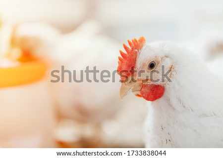 chicken in a village on a mini farm hay white broilers Royalty-Free Stock Photo #1733838044