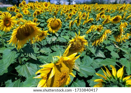 Many bright yellow big sunflowers in plantation fields, in Tokat, Turkey.