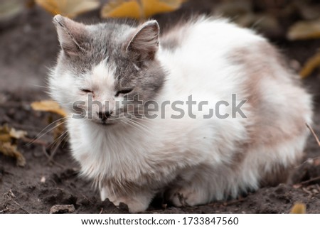 Sad shabby dirty cat sitting on the ground