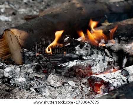 A bonfire burning in the forest during the day. Around the fire lies ash and embers