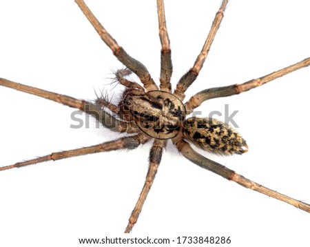 Close-up of the body of a female giant house spider, or hobo spider (Eratigena duellica) on a white wall. Isolated. Delta, British Columbia, Canada Royalty-Free Stock Photo #1733848286