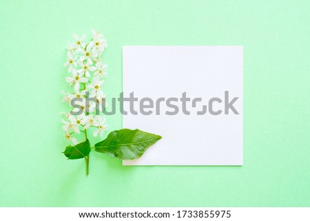 Summer and spring composition. Branch of flowering bird cherry, white paper blank on mint background. Summer and spring concept. Flat lay, top view, copy space.