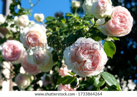 bush of pink and white roses in a garden and blue sky in the background. romantic mood