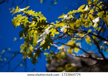 A branch with green leaves and a blue sky.