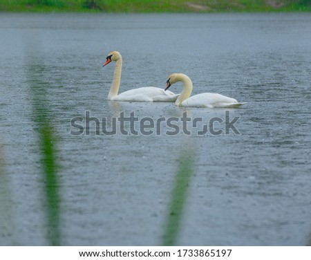 
a beautiful pair of wild white swans swims in a forest lake in the rain
