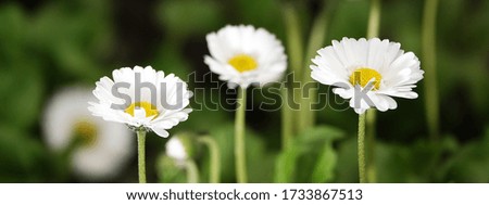 White daisy flowers sway in the field in the wind