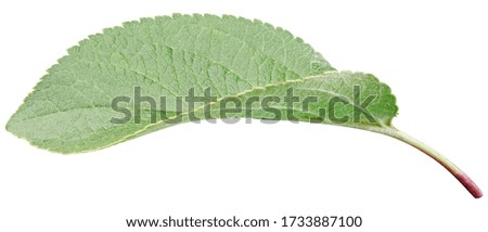 Green apple leaf isolated on white background. Leaves Apple Clipping Path.