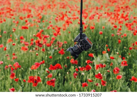 Camera in hand in a poppy field in bright evening light.
