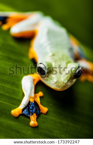 Exotic frog in the jungle