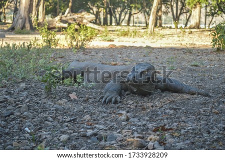 The Komodo Dragon is lying on the ground