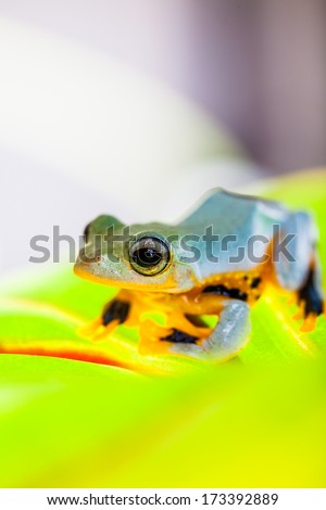 Saturated theme of jungle with exotic frog
