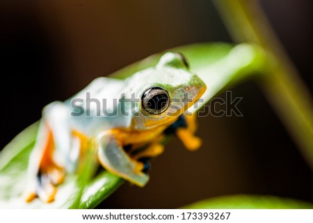 Jungle frog in natural environment