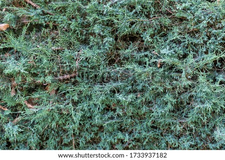 Image of a large green hedge. Spider webs and fallen leaves cover the branches.