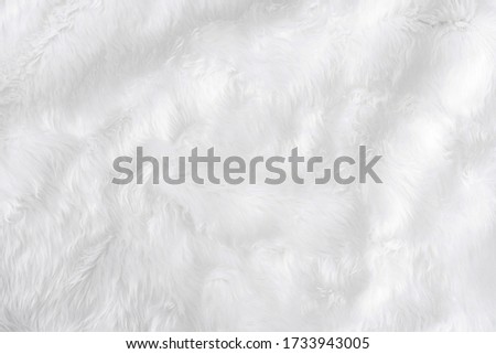 Closeup animal white wool sheep background in top view light natural detail, grey fluffy seamless cotton texture. Wrinkled lamb fur coat skin, rug mat raw material, fleece woolly textile concept 