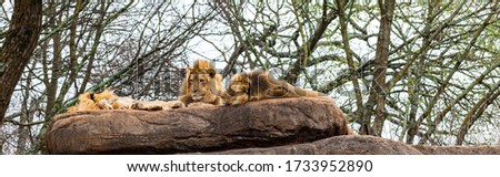 Three Lion Brothers on a Rock at the Zoo. Selective focus.