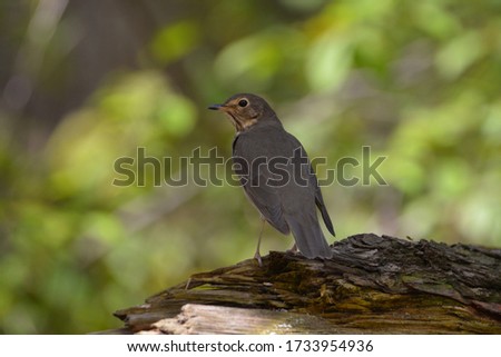 Swainson's Thrush perched on fallen tree in forest