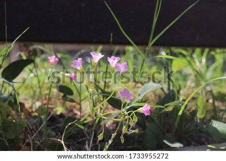 little purple flower of oxalis corymbosa