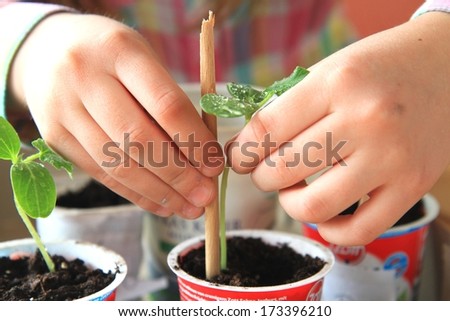 Child takes care of the seedlings Royalty-Free Stock Photo #173396210