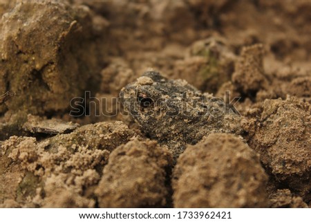 Texas Toad Anaxyrus speciosus in Garden Hiding in Mud