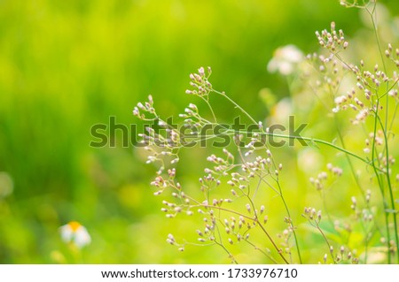 Selective Focus of Summer Meadow on Bright Sunny Day with Grass Flowers at Backyard Background. Picture for Summer Season.