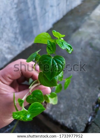 plant shape with heart shaped leave, green leaf heart shape.