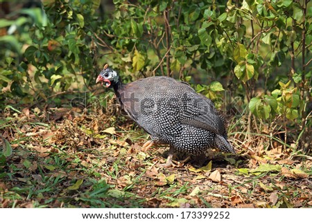 Guinea fowl against a green grass