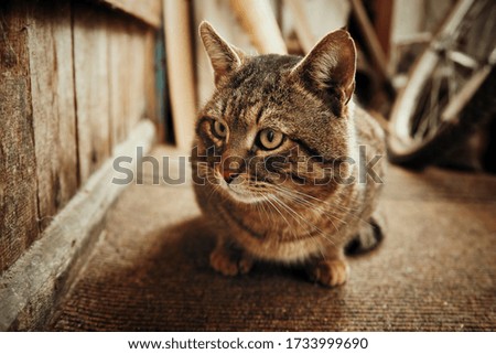 Village tabby cat sits by a wooden door in a barn. Cat looks with hope and angry. Striped cat