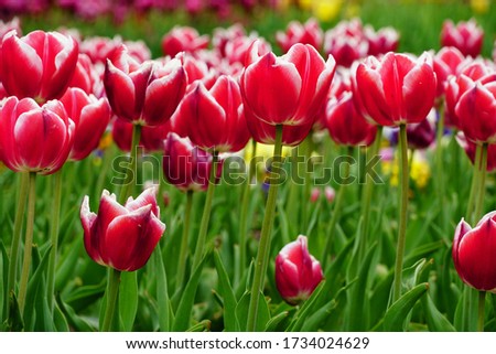 A beautiful picture of pink tulips under the sunlight in the garden