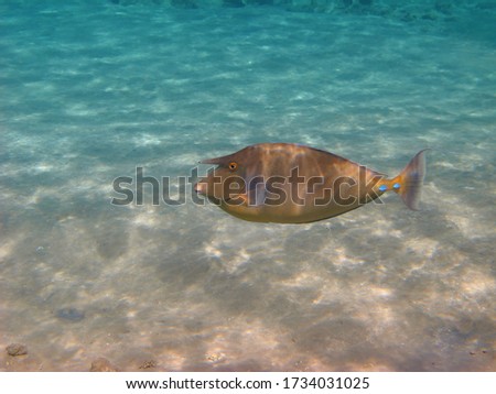 Sandy seabed and swimming tang fish (Bluespine unicornfish, Naso unicornis). Tropical fish in shallow sea, underwater photo from scuba diving. Travel picture, marine life in the ocean.
