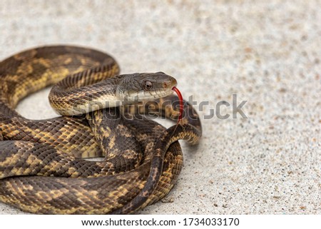 The Texas rat snake is one of the most commonly encountered species of non-venomous snake in North Texas and this is especially true for the Dallas Fort Worth area.  Royalty-Free Stock Photo #1734033170