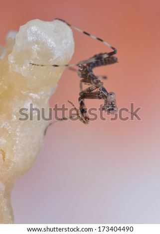 Pnigonomantis mantis