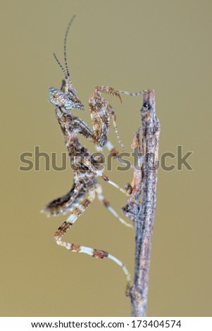 Pseudoharpax virescens poses