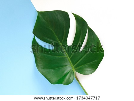 Monstera branch on a blue and white background. flat lay