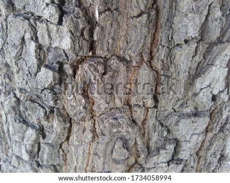 A close-up view of a Tree, Tree Closeup stock footage, Oak Tree
