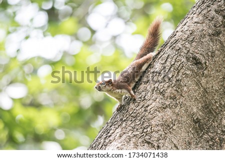 squirrel on the tree with bokeh background