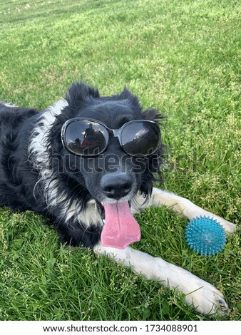 Black and White border collie wearing sunglasses 