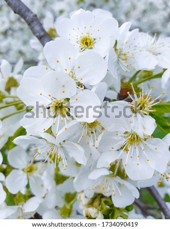 blooming cherry flower, closeup background