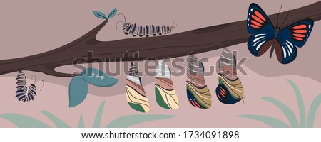 Beautiful blue Butterfly life cycle. Transformation of larva, caterpillar, pupa , metamorphosis , growth. Insect character- Flat vector illustration background