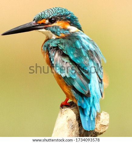 A picture of very beautiful bird having different shaded colors in his wings Sitting on the branch of a tree.